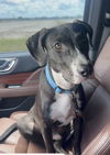 adoptable Dog in  named Julian - Just Adorable!