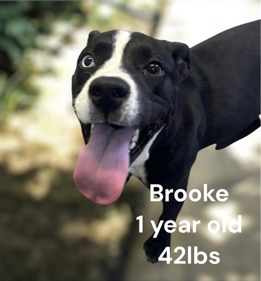 adoptable Dog in Oakhurst, NJ named Brooke - Beautiful Babe!