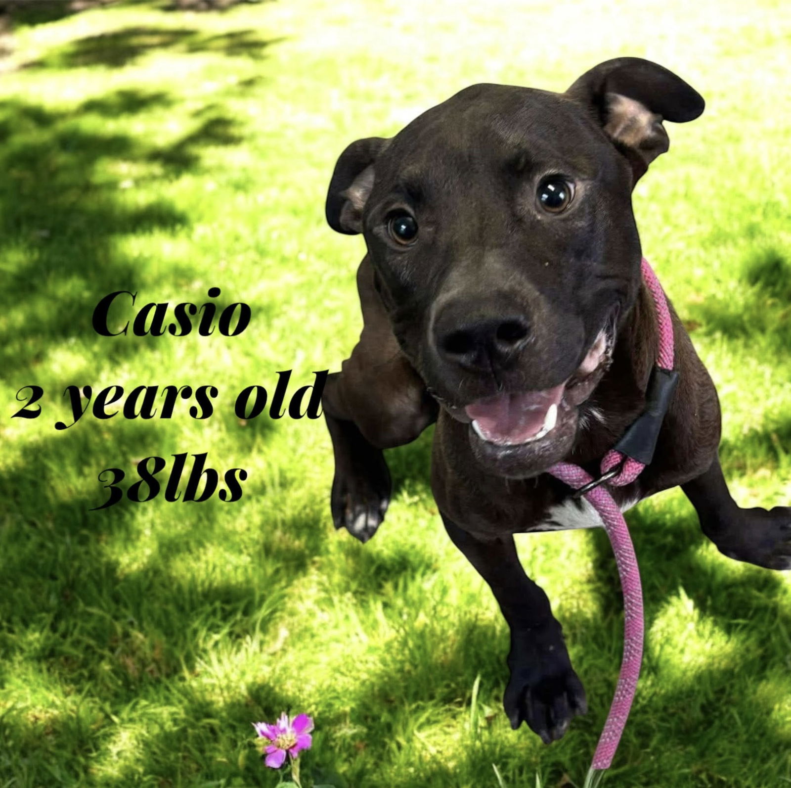 adoptable Dog in Oakhurst, NJ named Casio - Cute Boy!!