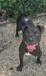 adoptable Dog in Oakhurst, NJ named Casio - Cute Boy!!