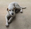 Freckles - Fun Pup!