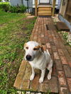 Freckles - Fun Pup!