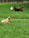 Freckles - Fun Pup!