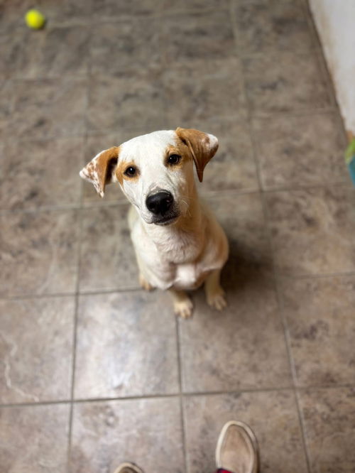 Freckles - Fun Pup!