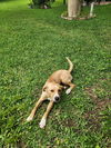 Tanner - Top Ten Pup!