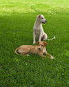 Tanner - Top Ten Pup!