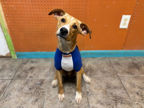 Tanner - Top Ten Pup!