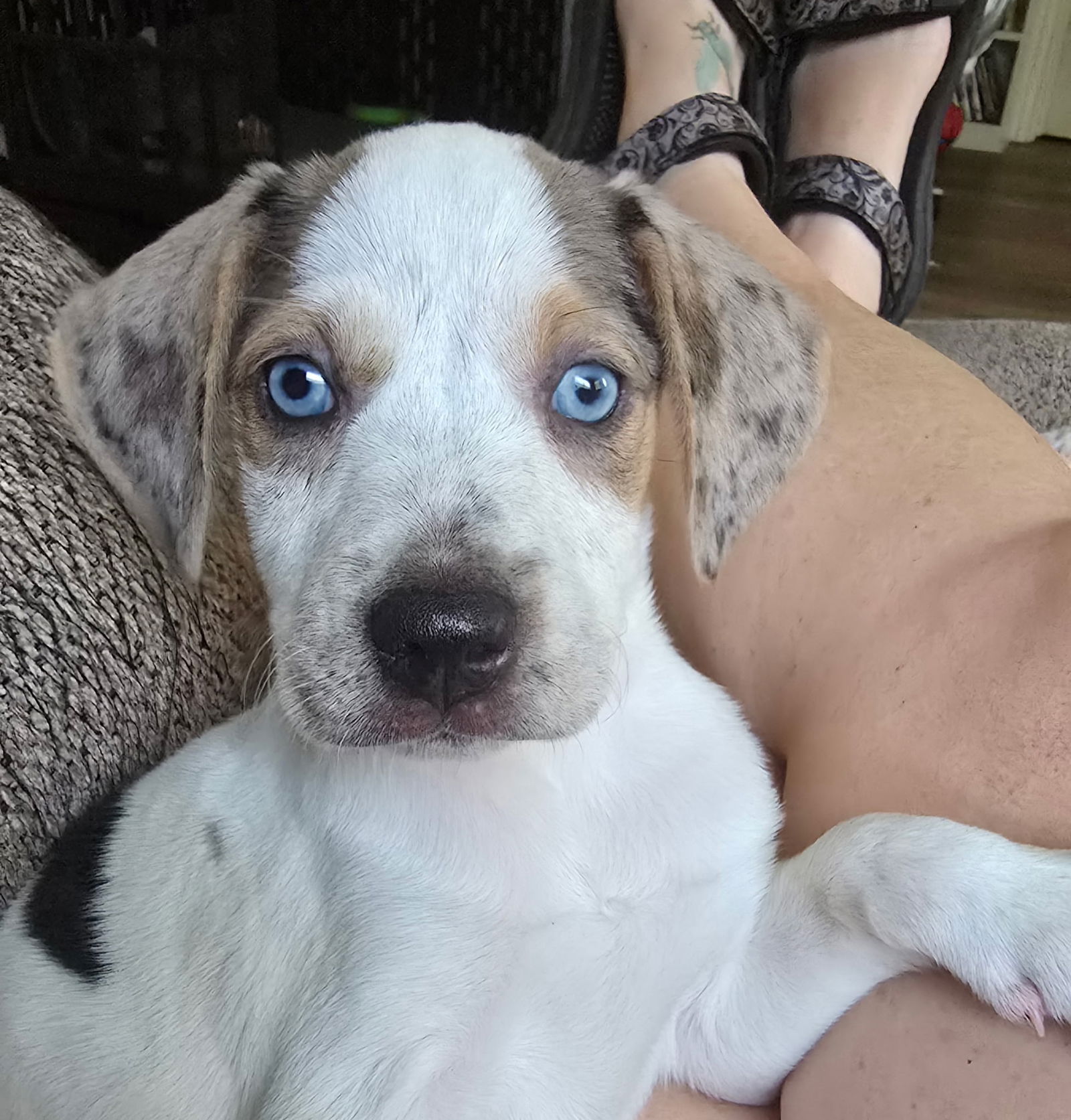 adoptable Dog in Oakhurst, NJ named Mazie Marie - Blue Eyed Beauty!
