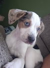 Mazie Marie - Blue Eyed Beauty!