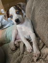 Mazie Marie - Blue Eyed Beauty!