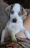 Mazie Marie - Blue Eyed Beauty!