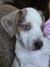 Mazie Marie - Blue Eyed Beauty!