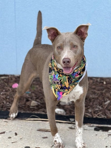 adoptable Dog in Oakhurst, NJ named Bluey - Best Friend!