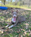 Bluey - Best Friend!