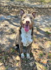 Bluey - Best Friend!