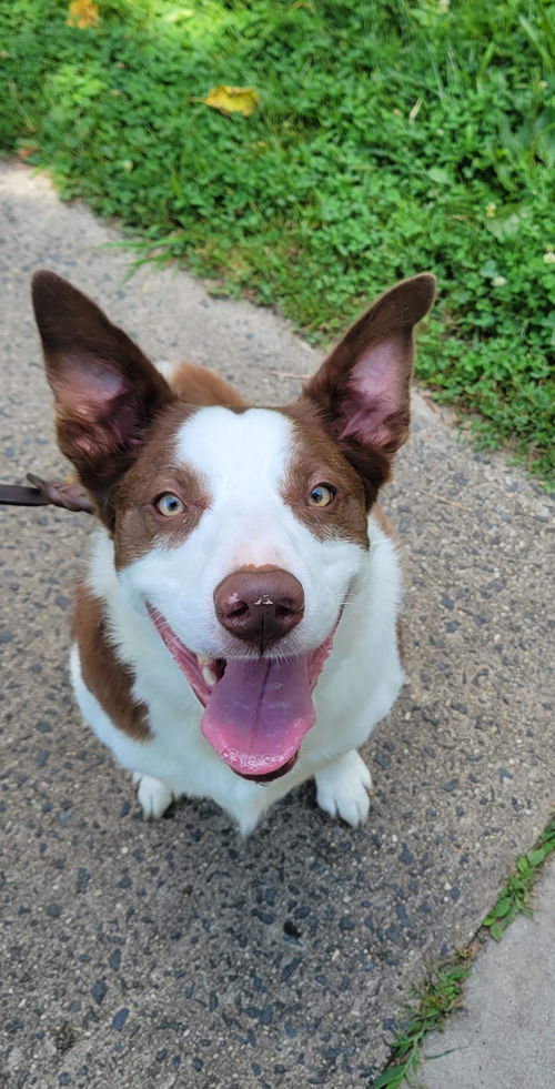 Loki - Smart Collie!