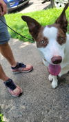 Loki - Smart Collie!
