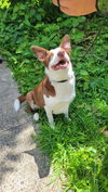 Loki - Smart Collie!