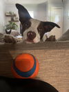Loki - Smart Collie!