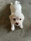 Noah - Cute as a button!