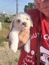 Noah - Cute as a button!