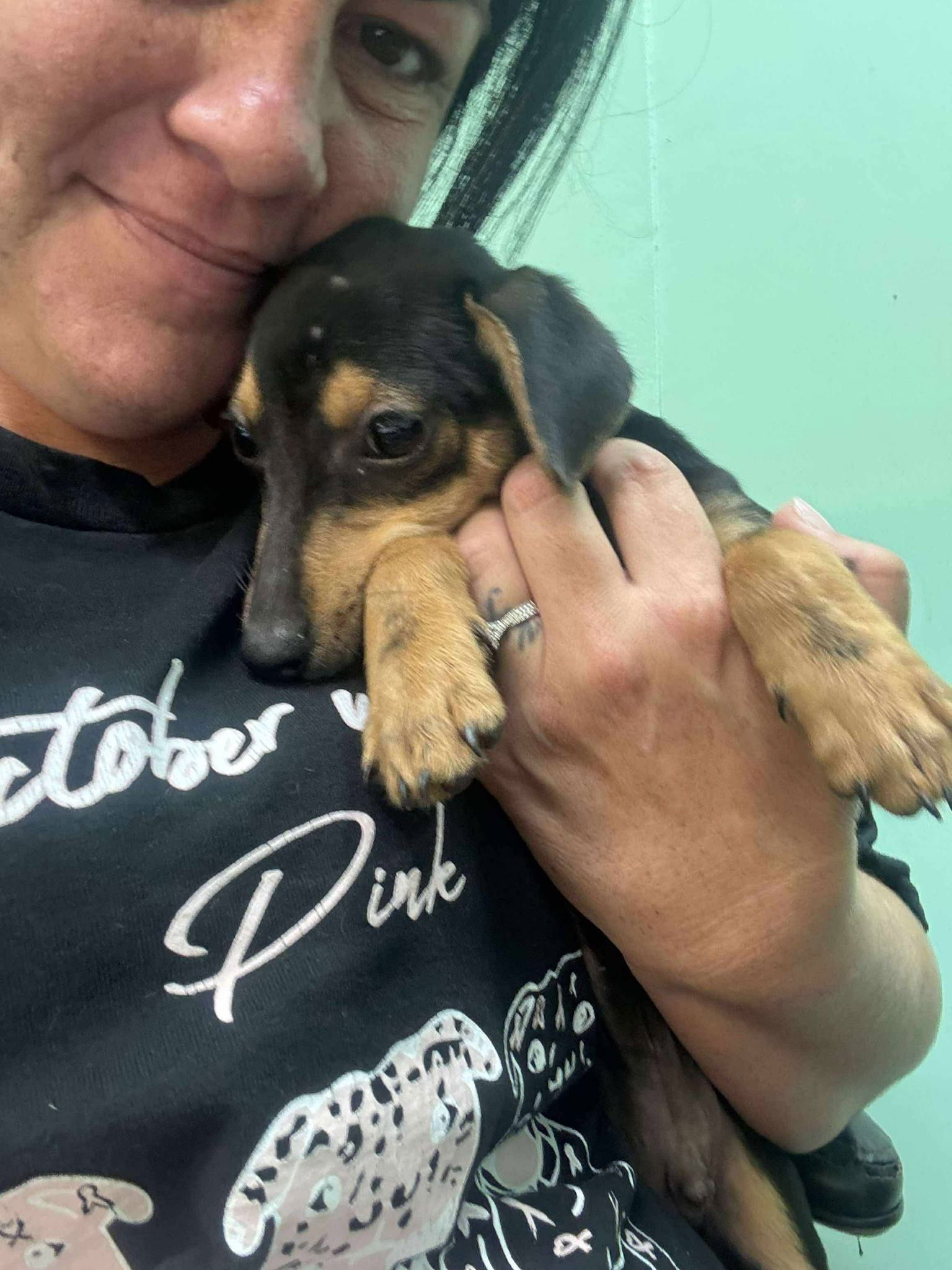 adoptable Dog in Oakhurst, NJ named Hodge - Adoption Pending!