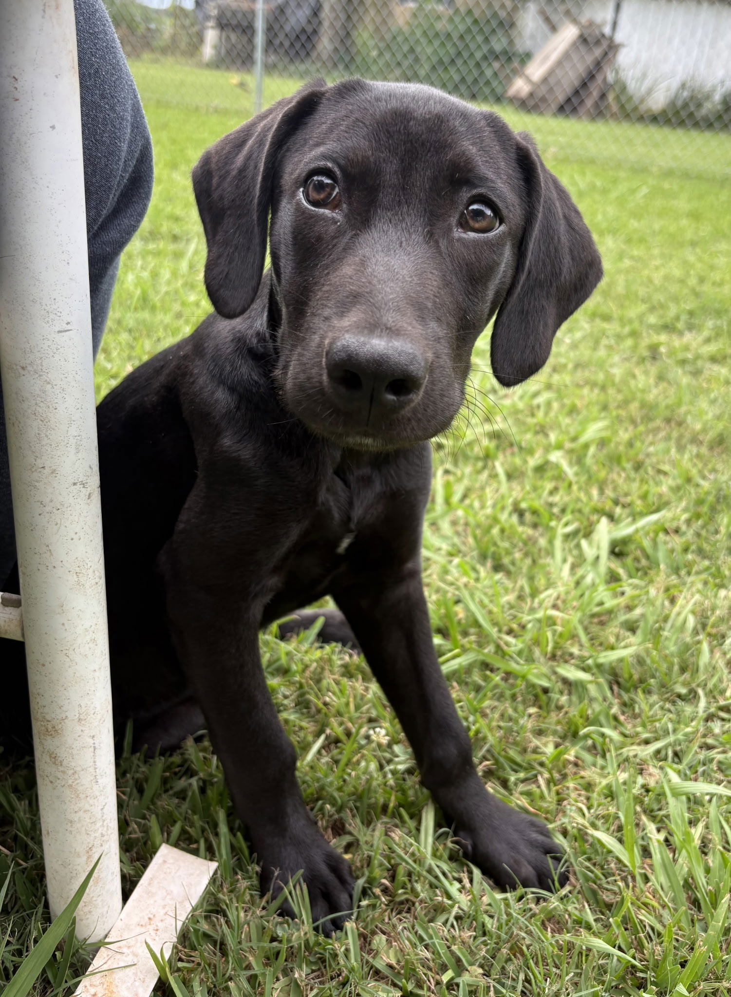 adoptable Dog in Oakhurst, NJ named Cannoli - Sweet Treat!