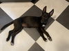 Camille - Cute Ears!!