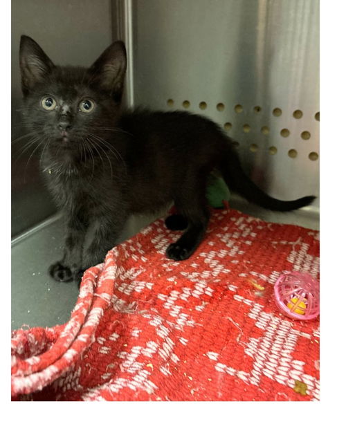 RUDY ~ precious kitten!
