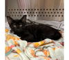 RUDY ~ precious kitten!