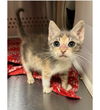 PIXIE JR. (PJ) ~ adorable!!