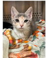 PIXIE JR. (PJ) ~ adorable!!