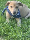 Oscar - Oh what a cutie!