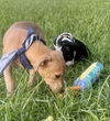 Oscar - Oh what a cutie!