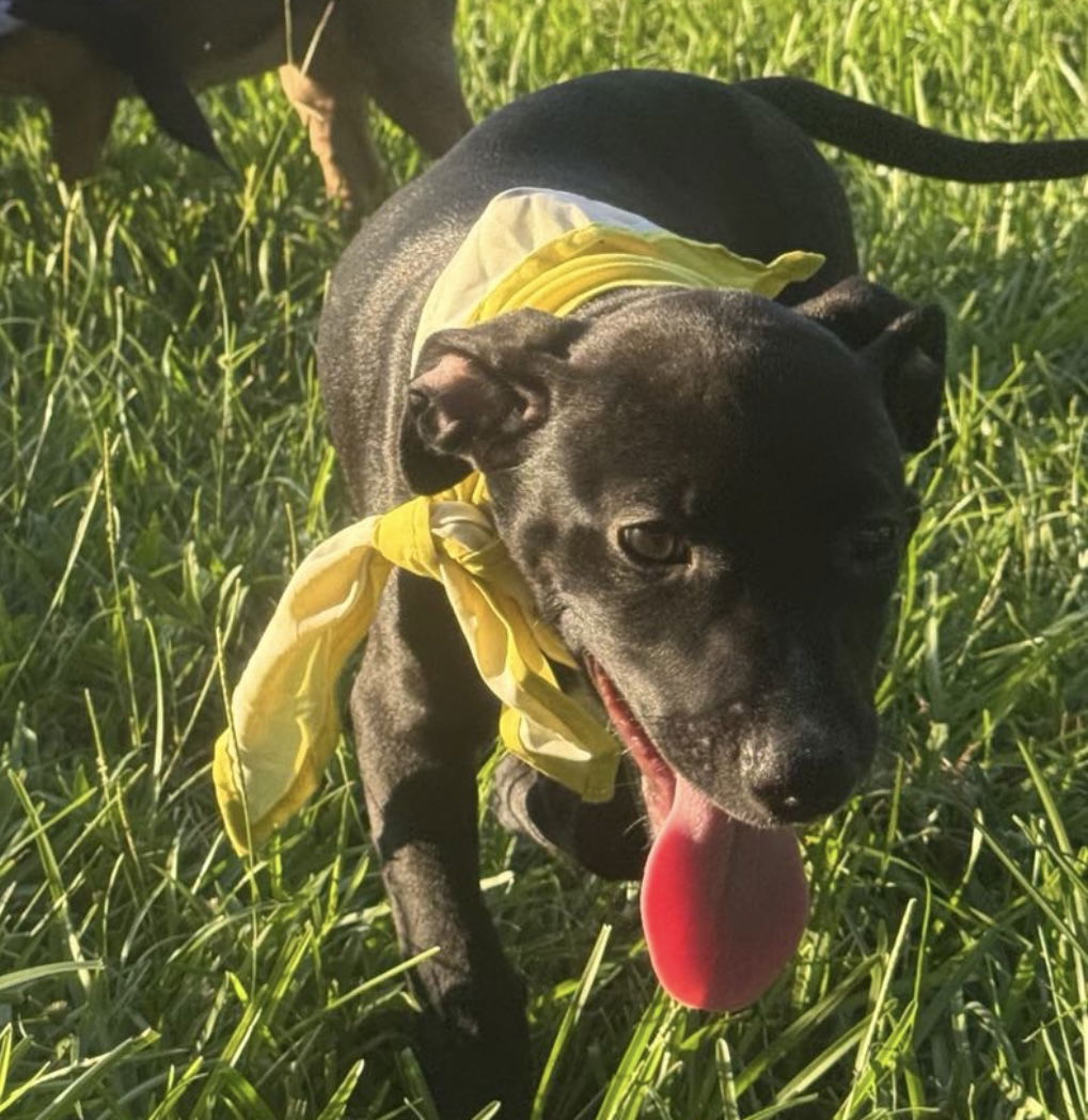adoptable Dog in Oakhurst, NJ named Felix - Fabulous Pup!