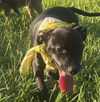 adoptable Dog in  named Felix - Fabulous Pup!