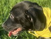 Felix - Fabulous Pup!