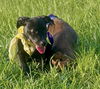 Felix - Fabulous Pup!