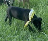 Felix - Fabulous Pup!