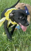 Felix - Fabulous Pup!