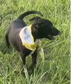 Felix - Fabulous Pup!