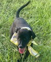 Felix - Fabulous Pup!