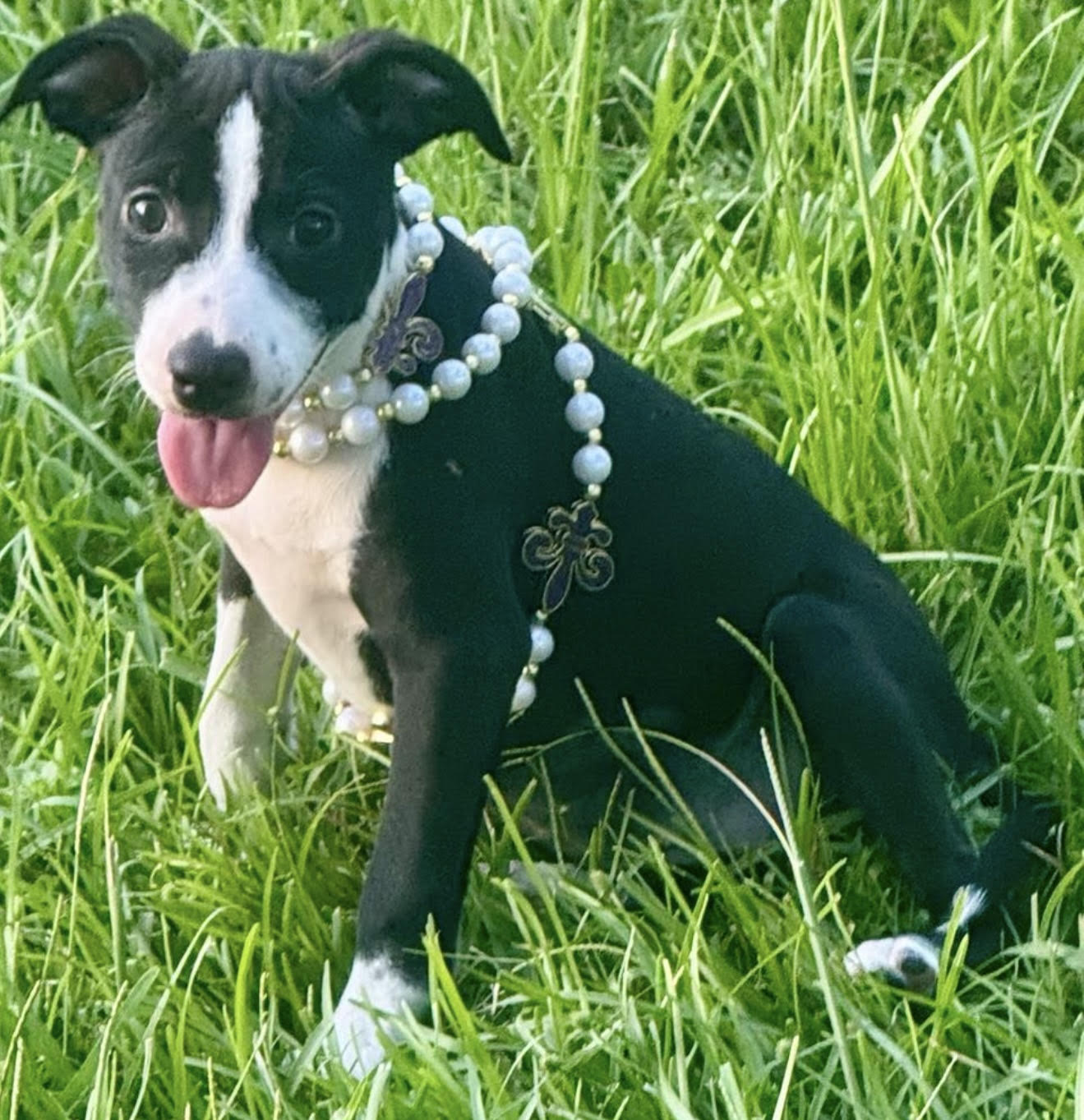 adoptable Dog in Oakhurst, NJ named Thelma - Too Cute!