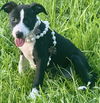 adoptable Dog in  named Thelma - Too Cute!