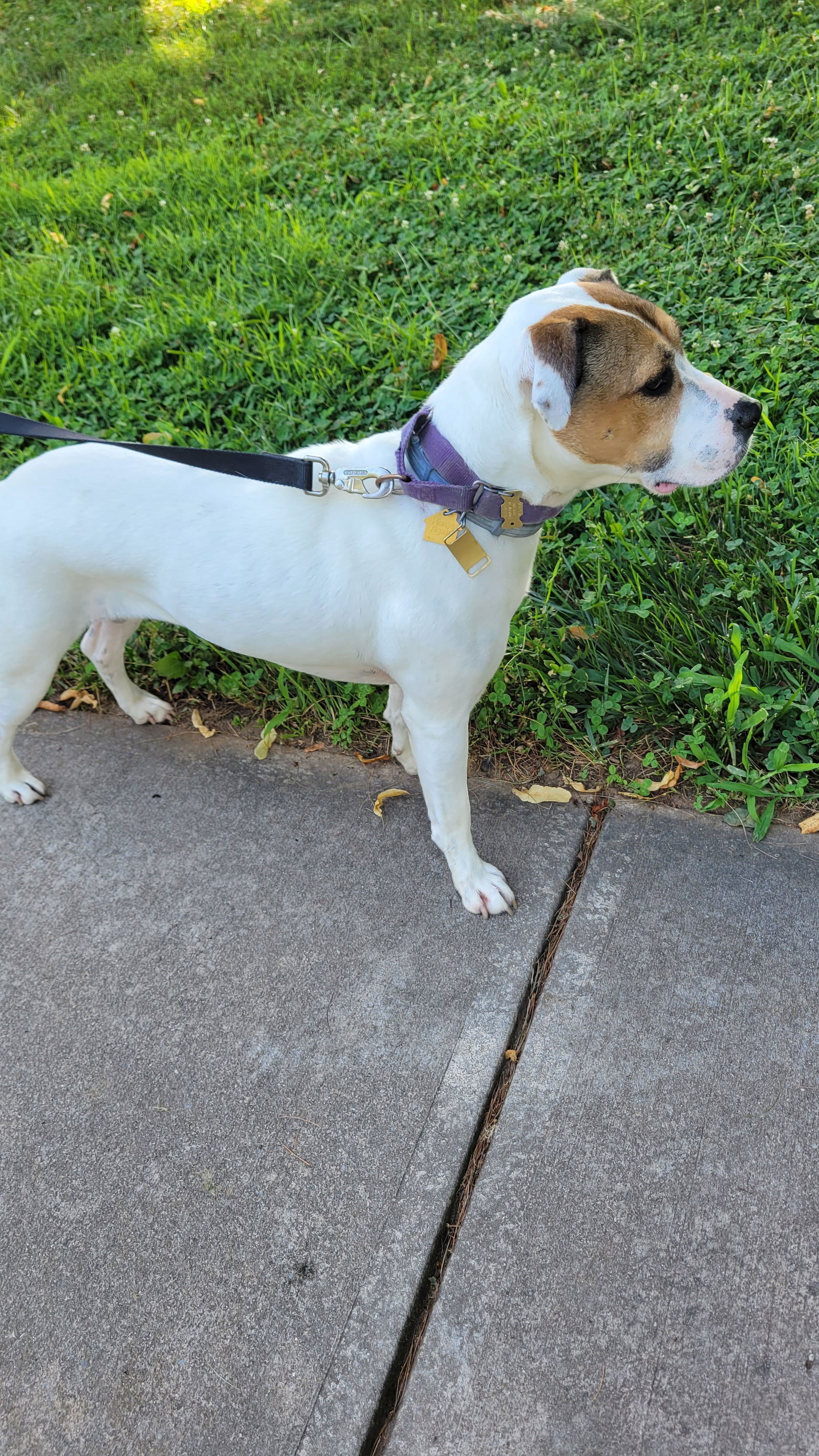 adoptable Dog in Oakhurst, NJ named Sophee - Therapy Dog!