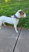 adoptable Dog in  named Sophee