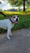Sophee - Therapy Dog!