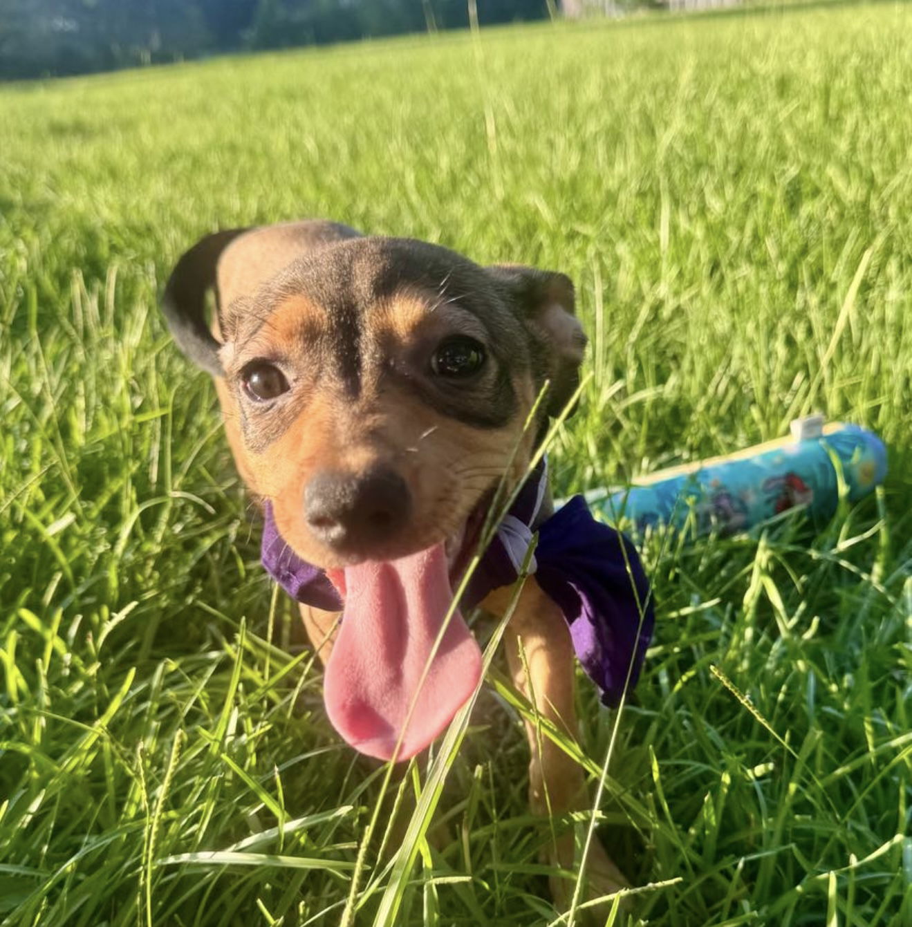 adoptable Dog in Oakhurst, NJ named Louise - Loving Puppy!