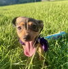 Louise - Loving Puppy!