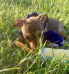 Louise - Loving Puppy!